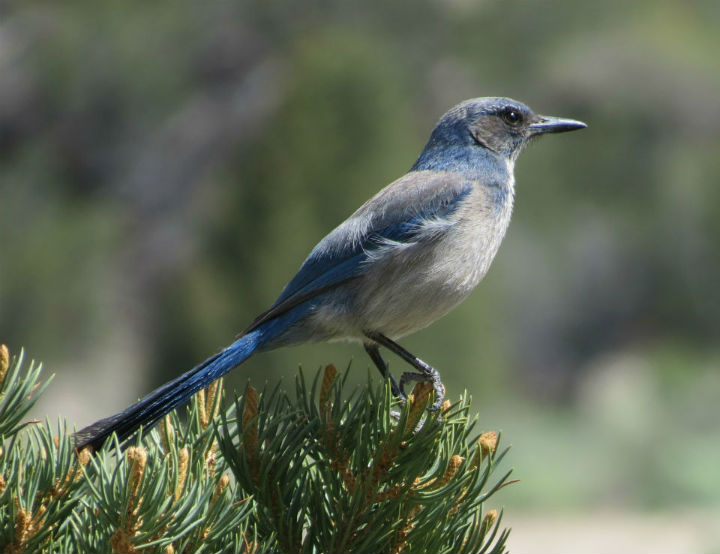 Scrub Jay